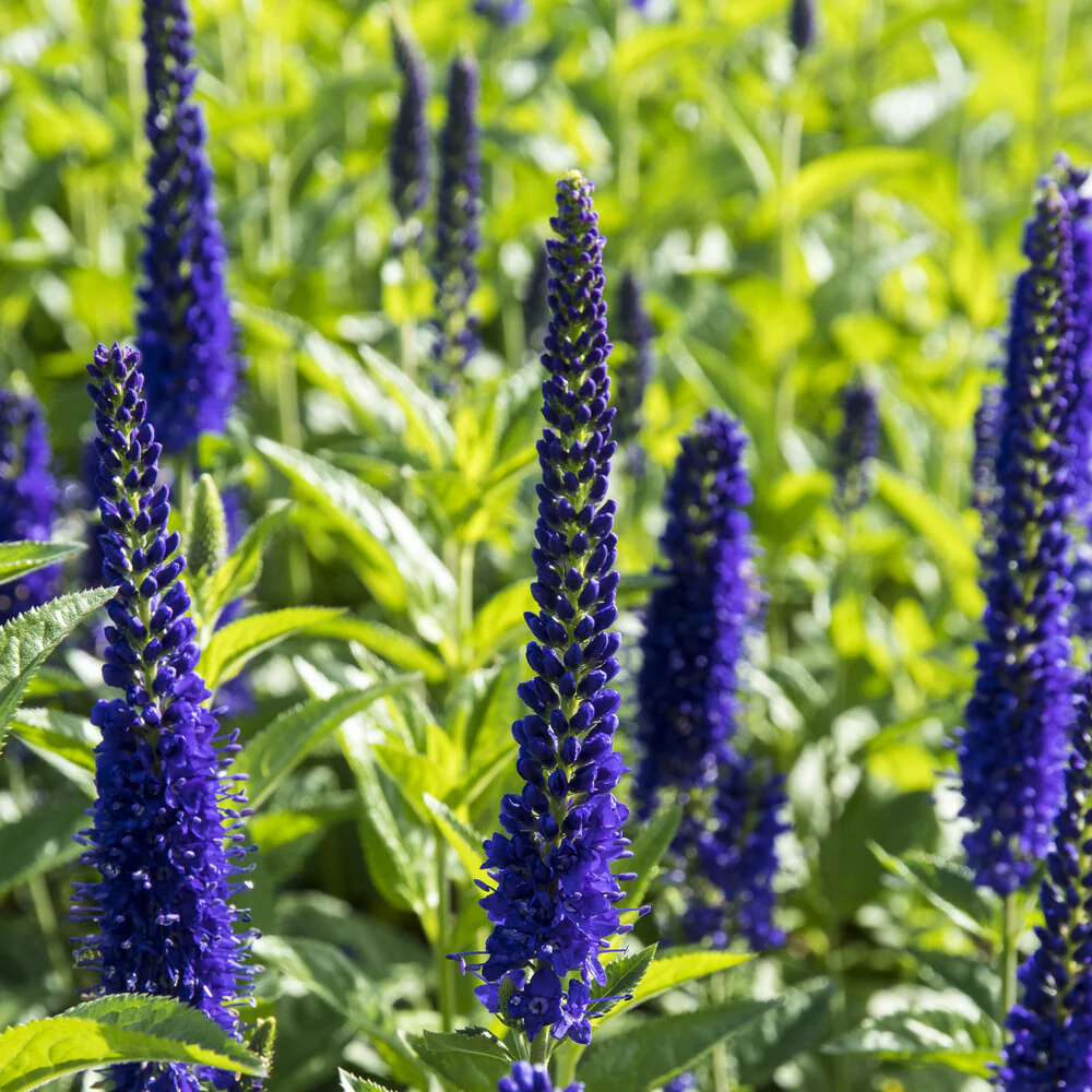 Véronique à grandes feuilles Marietta – Image 3