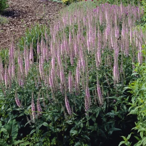 Véronique Pink Damask