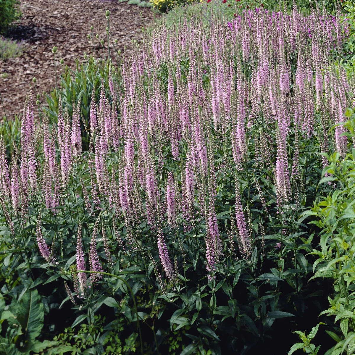 Véronique Pink Damask