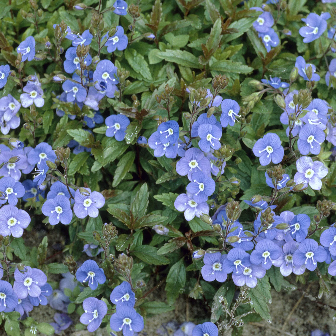 Véronique rampante Georgia Blue – Image 4