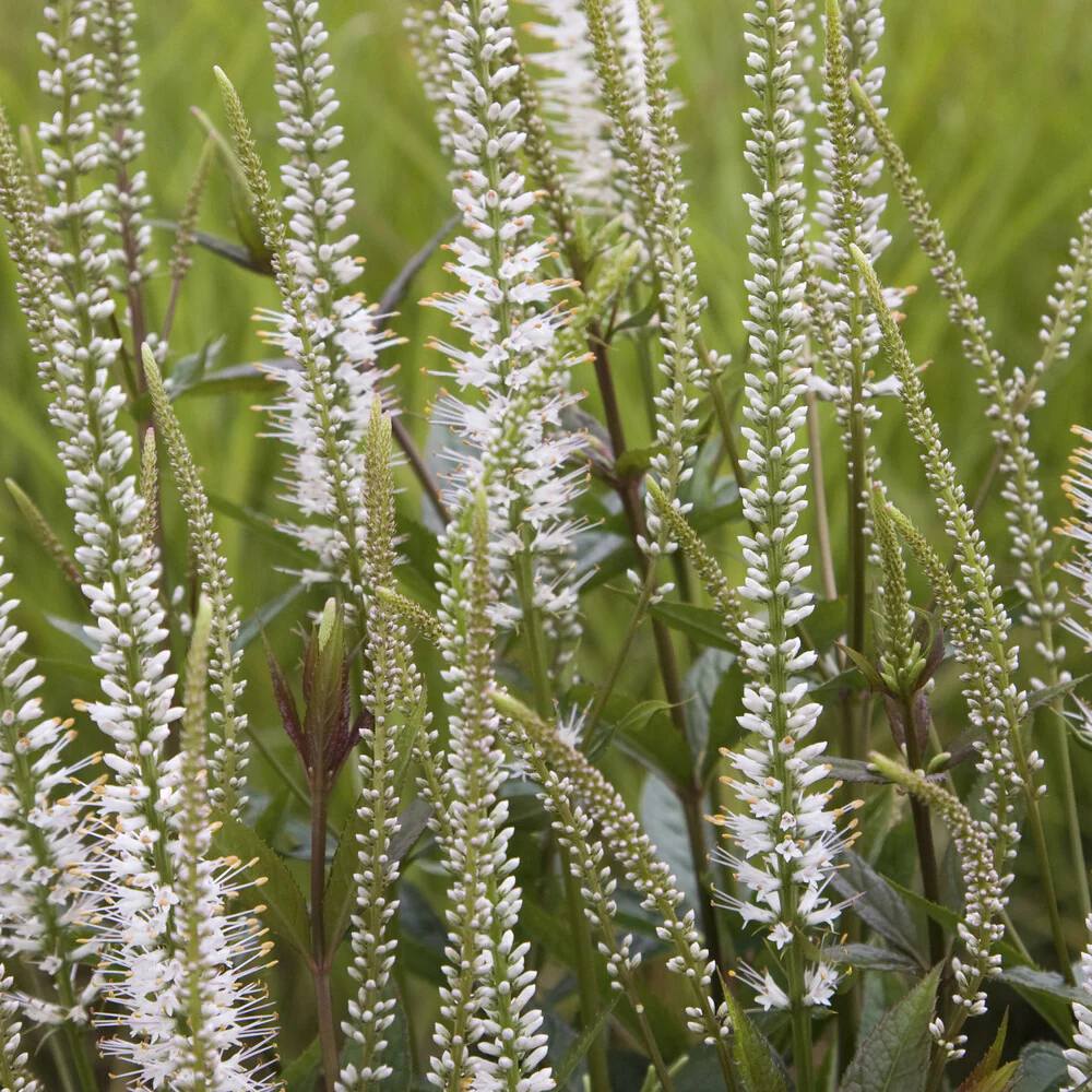 Véronique de Virginie blanche – Image 2
