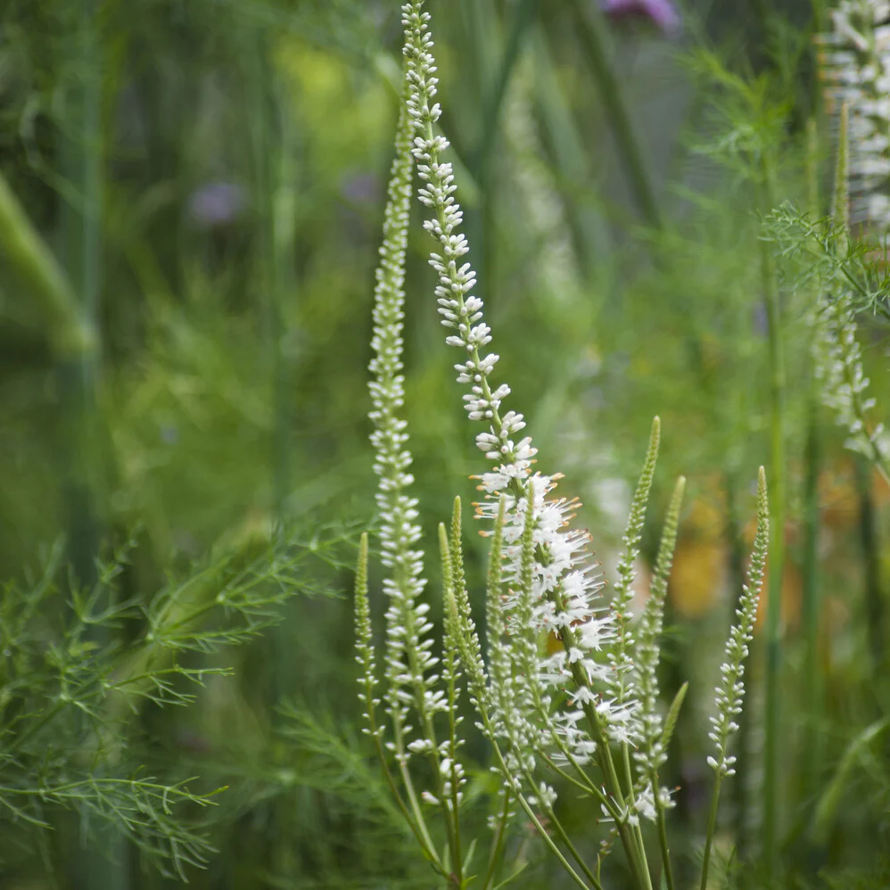 Véronique de Virginie blanche – Image 3