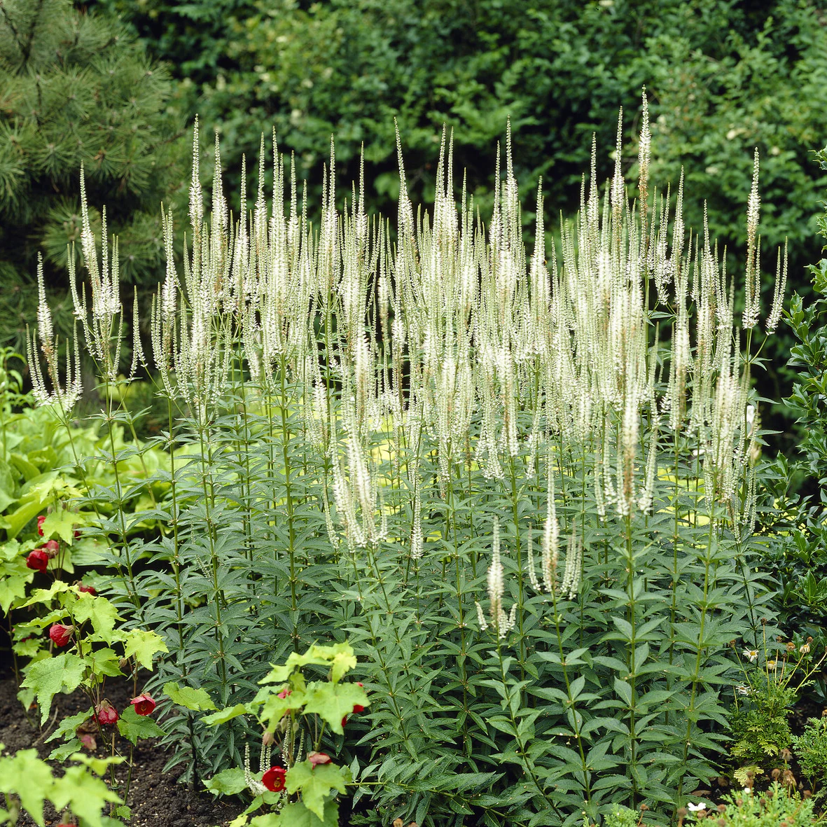 Véronique de Virginie blanche – Image 4