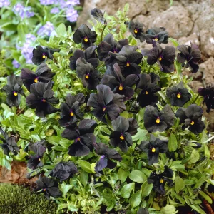 Violette cornue Molly Sanderson - Pensée