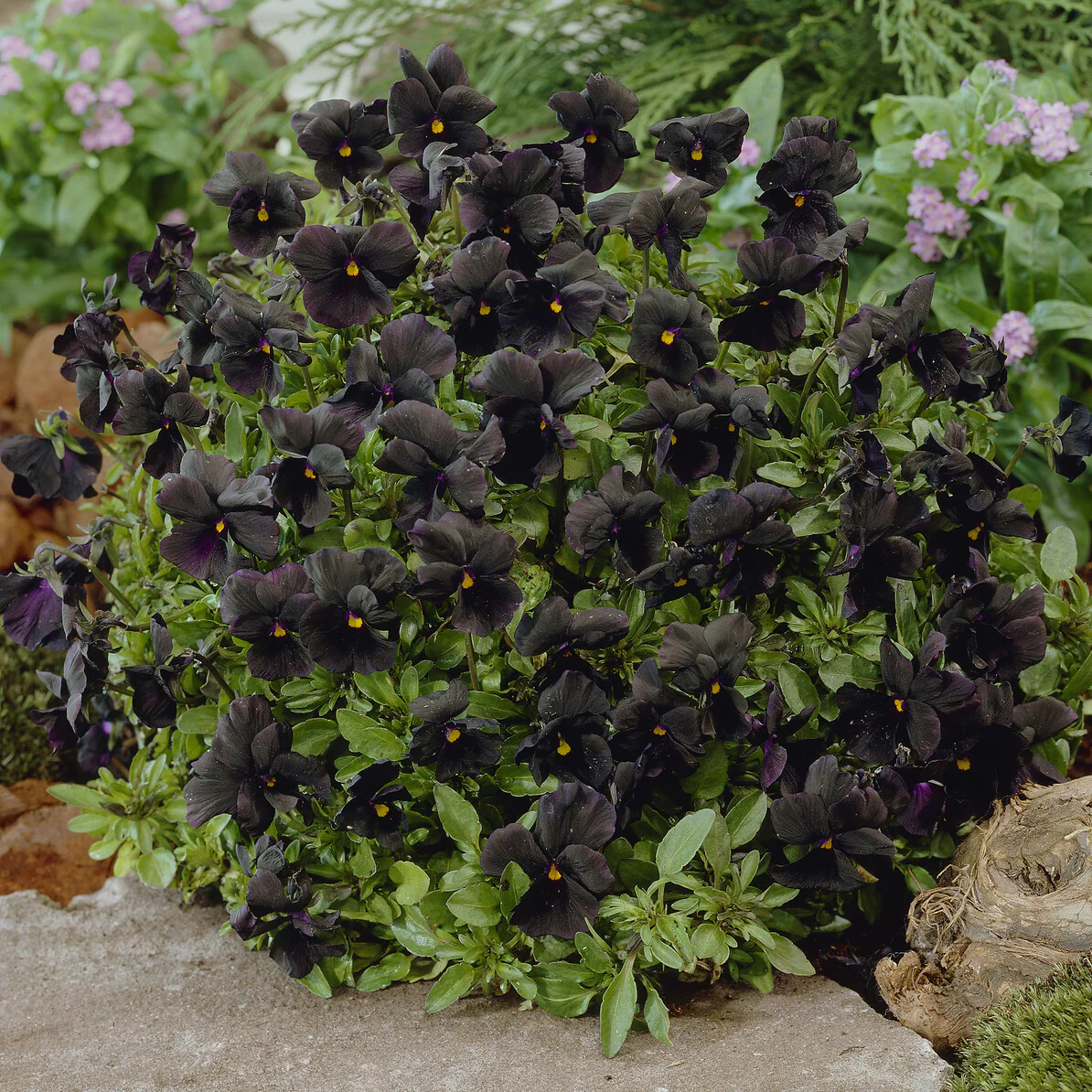 Violette cornue Molly Sanderson - Pensée – Image 3