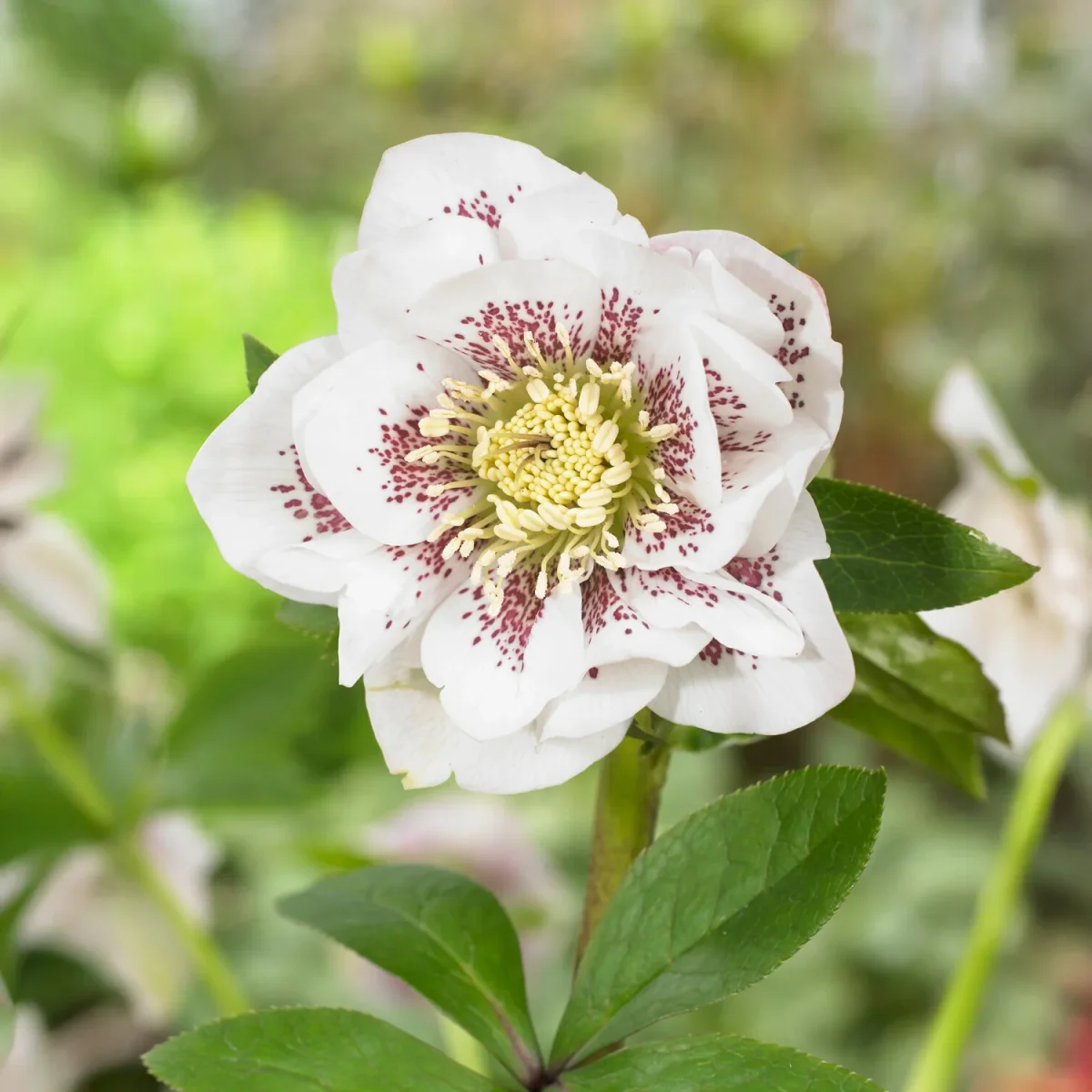 2 Hellébores doubles blanches spotted – Image 2