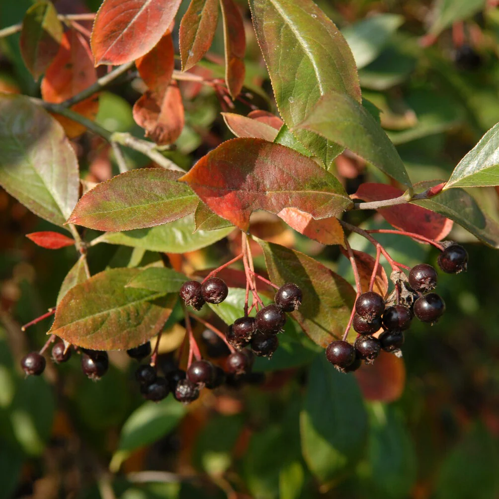 Aronia prunifolia Nero – Image 3