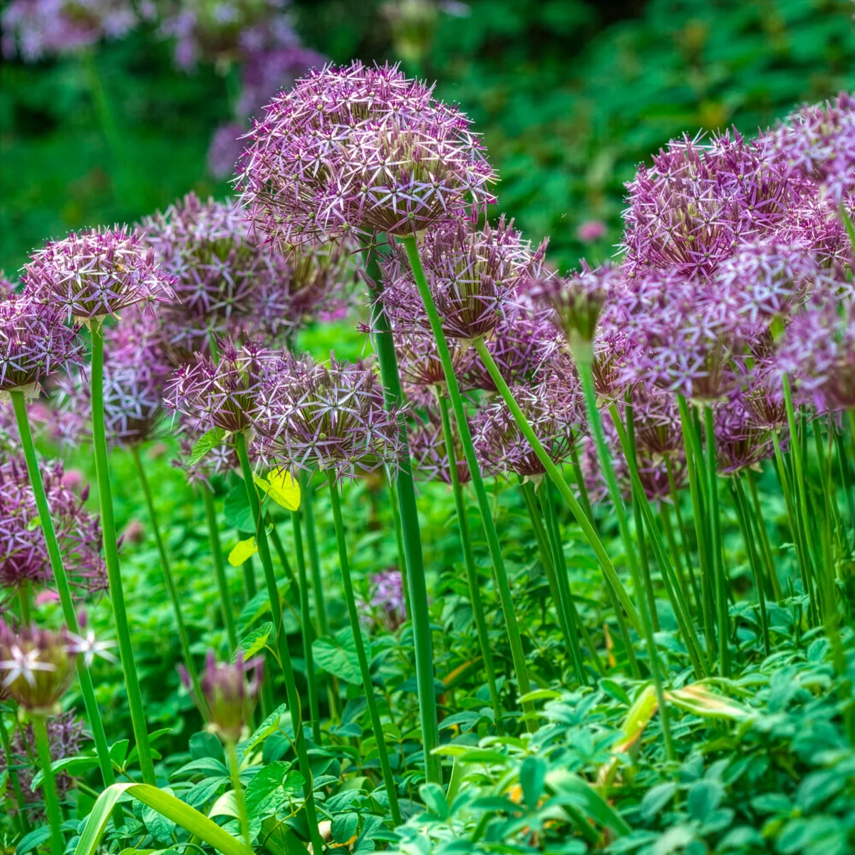 10 Alliums Christophii – Image 7