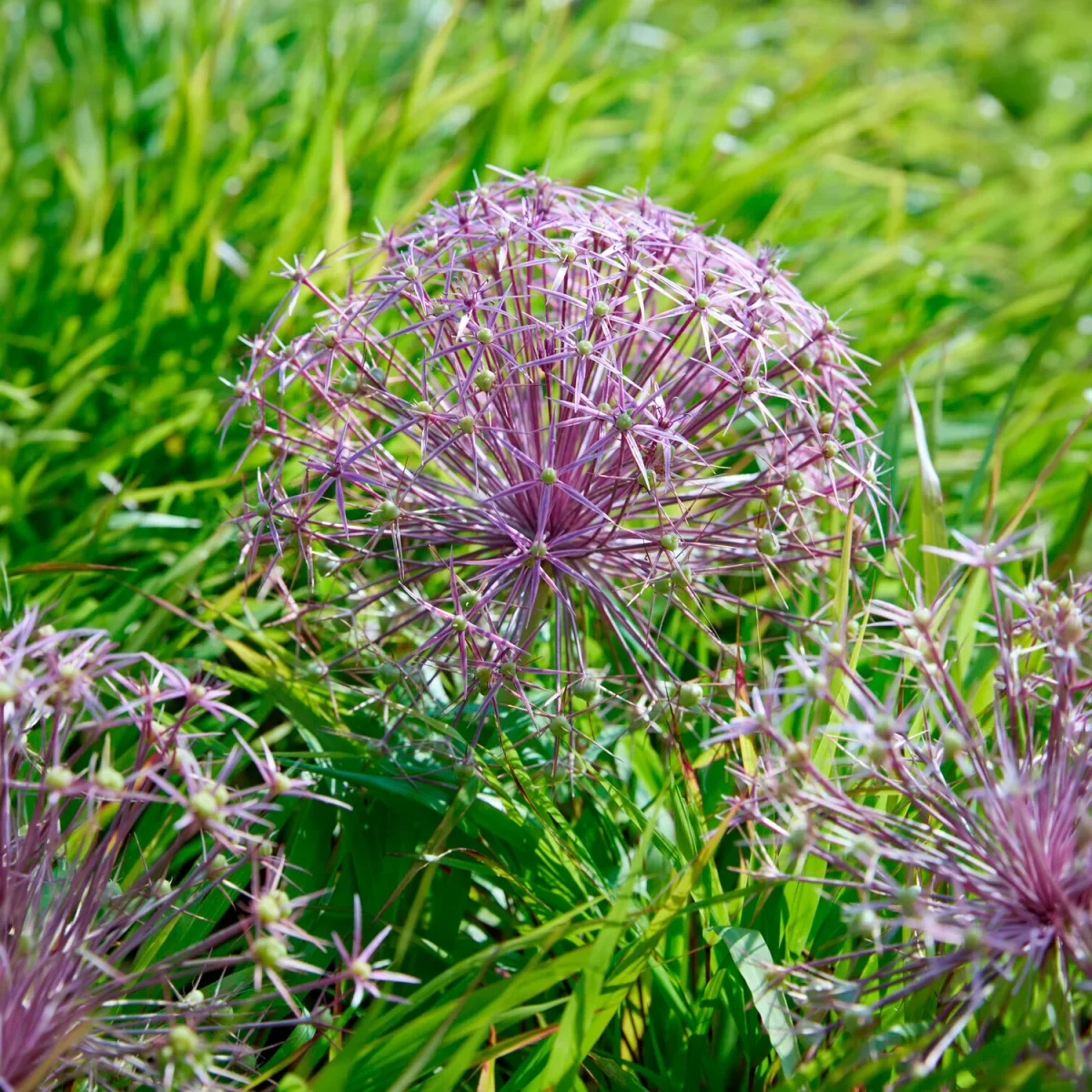 10 Alliums Christophii – Image 3