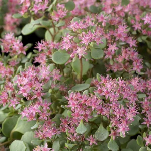 Sedum Lidakense