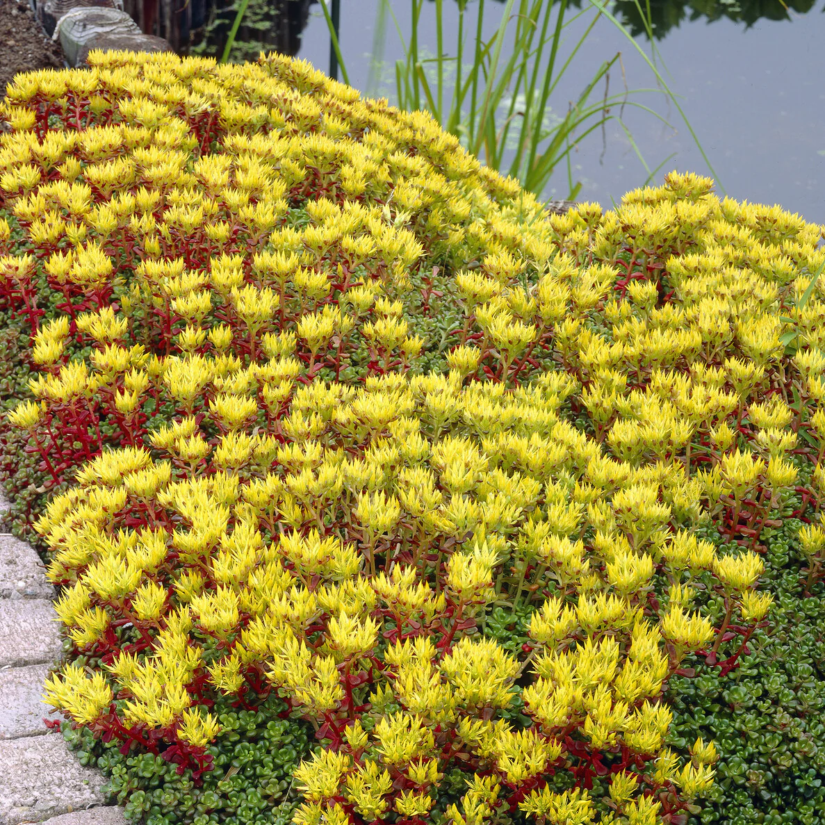 Sedum de l'Oregon
