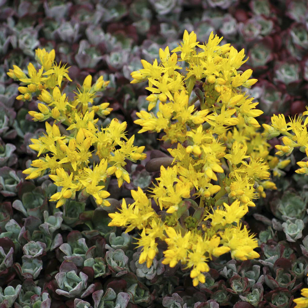 Sedum spatulé Purpureum – Image 2