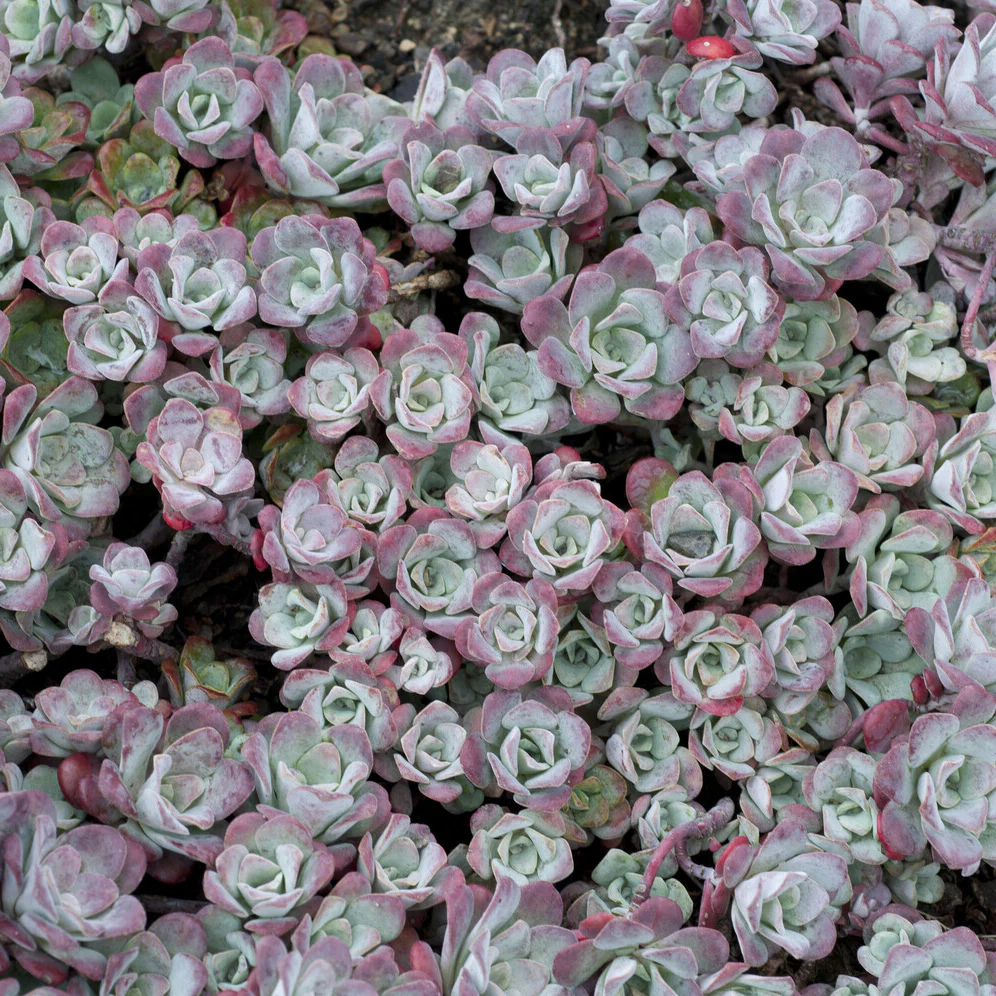 Sedum spatulé Purpureum – Image 3