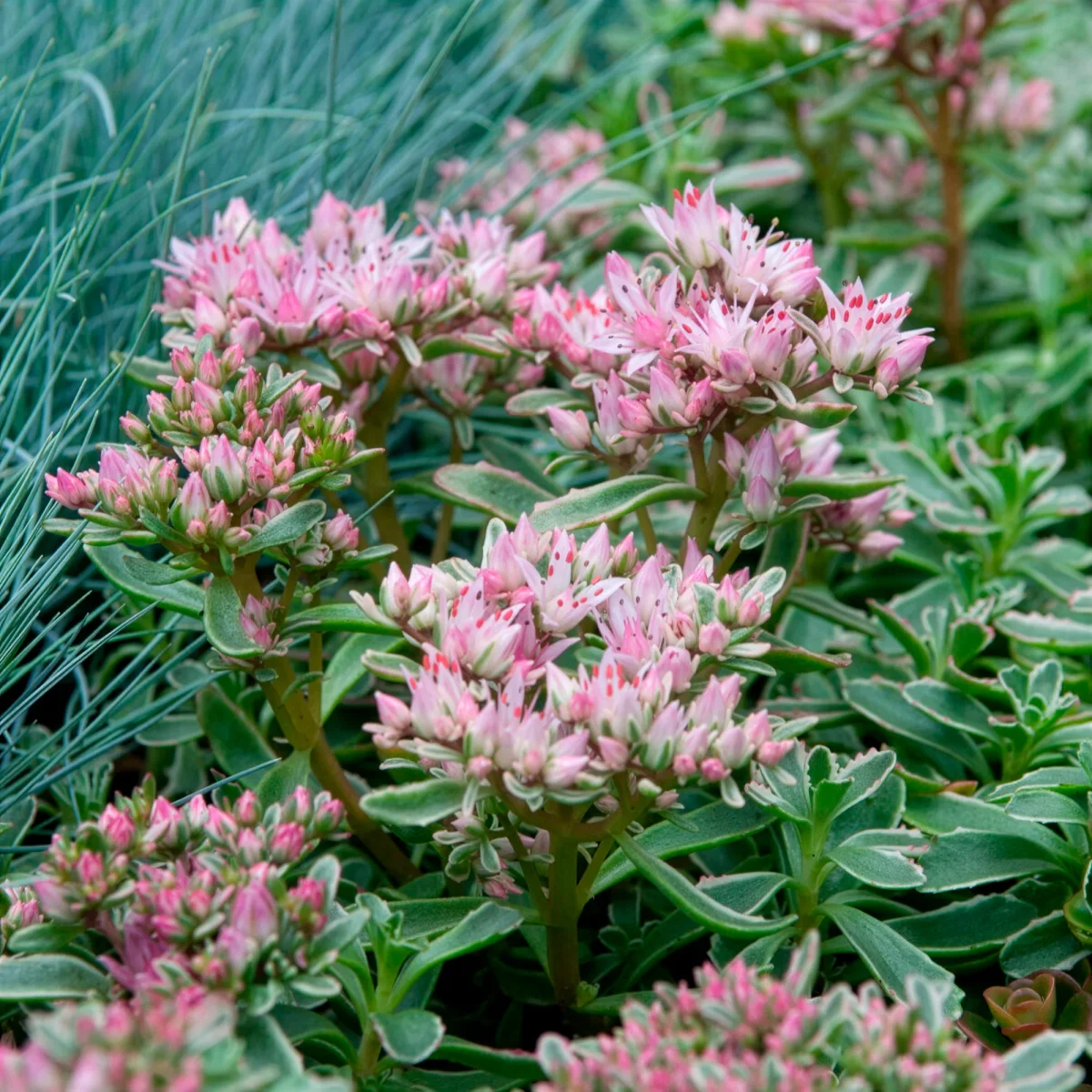 Sedum spurium panaché – Image 7
