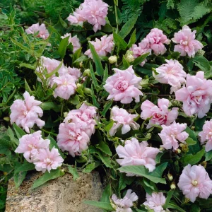 Liseron du japon à fleurs doubles