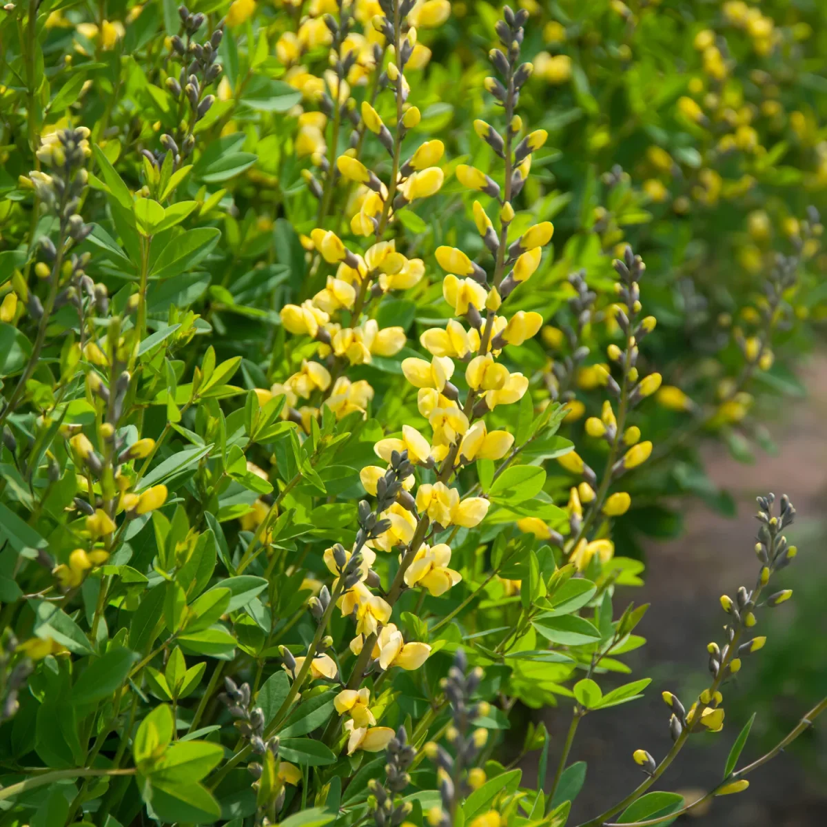 Lupin indigo Lemon Meringue – Image 5