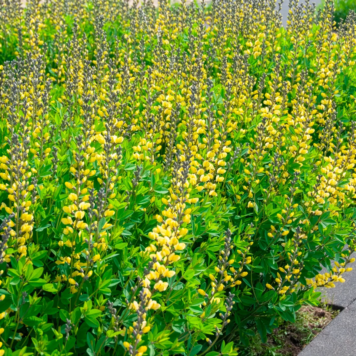 Lupin indigo Lemon Meringue – Image 4