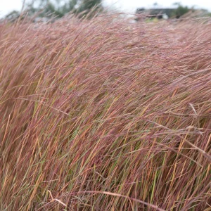 Andropogon Wildwest