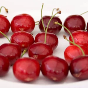 Cerisier Sunburst autofertile