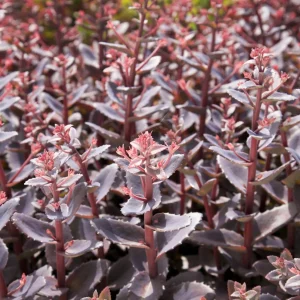 Sedum Chocolate Cherry