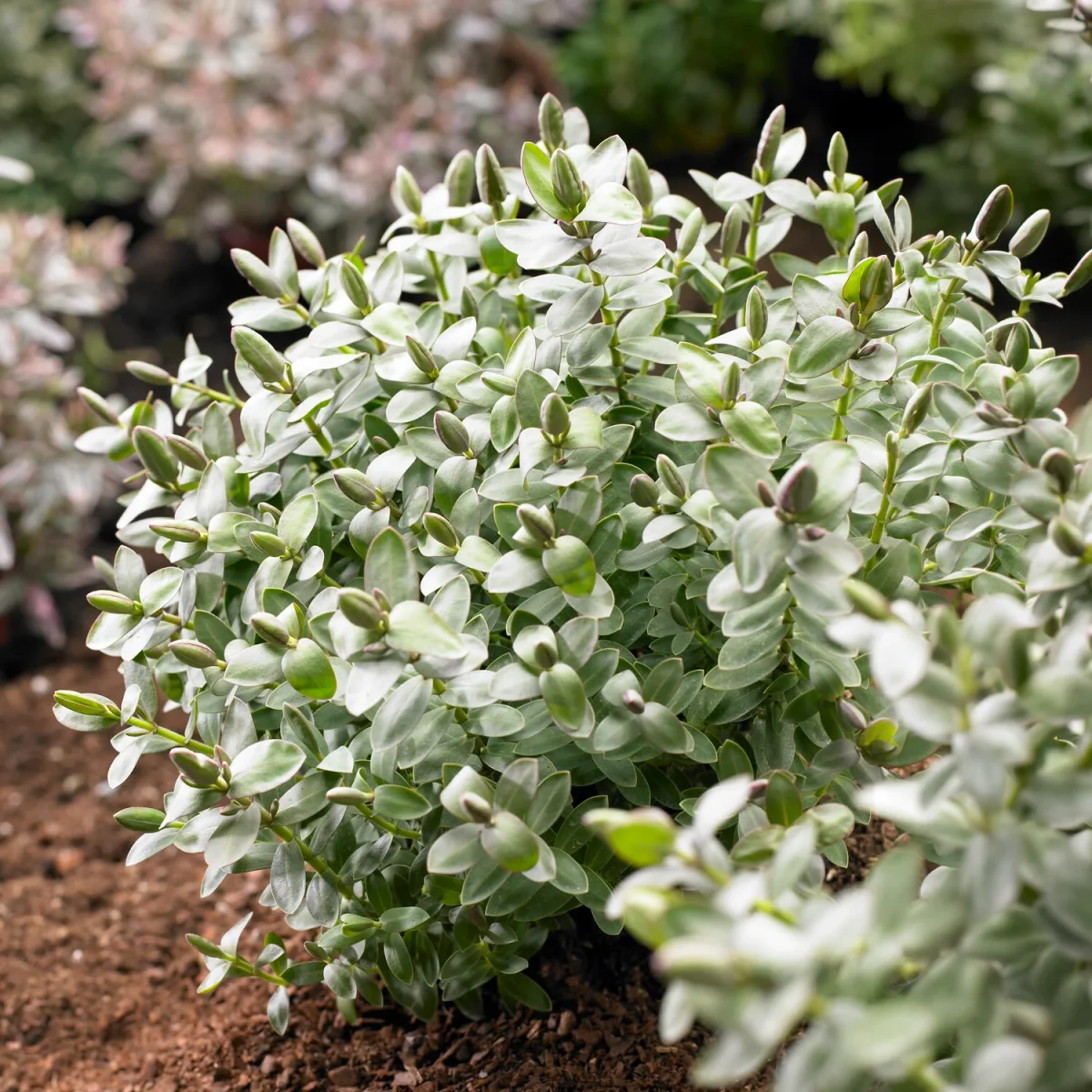 Véronique albicans Red Edge – Image 3