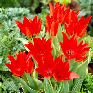 10 Tulipe Praestans Bloemenlust