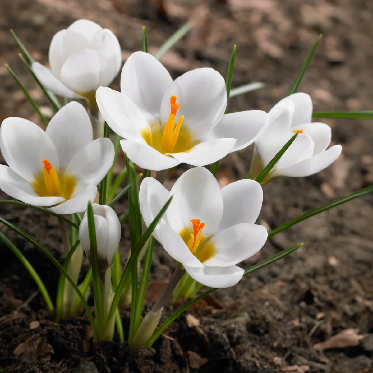 10 Crocus Ard Schenk – Image 9