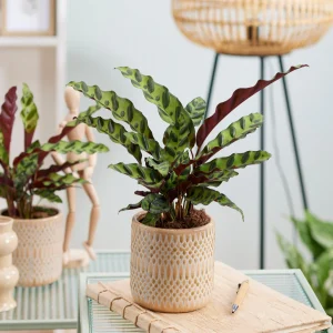 Calathea Insignis