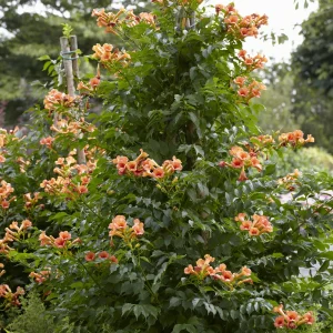 Bignone Indian summer®