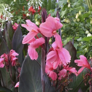 2 Canna indica Pink Futurity