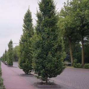 Charme commun Frans Fontaine