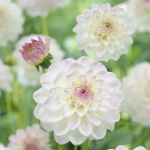 Dahlia Ball Evelyne