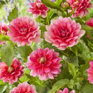 Dahlia nain Berliner Kleene