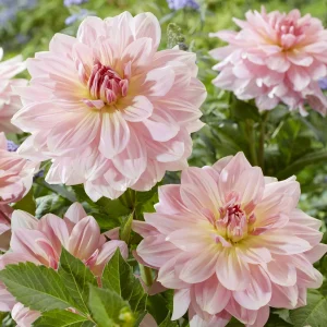 Dahlia géant Fairway Pilot