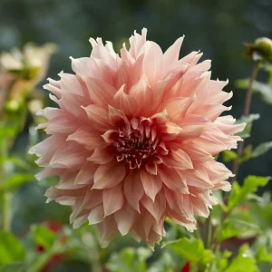 Dahlia géant Fairway Spur