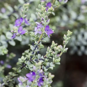 Véronique arbustive Quicksilver - Hebe