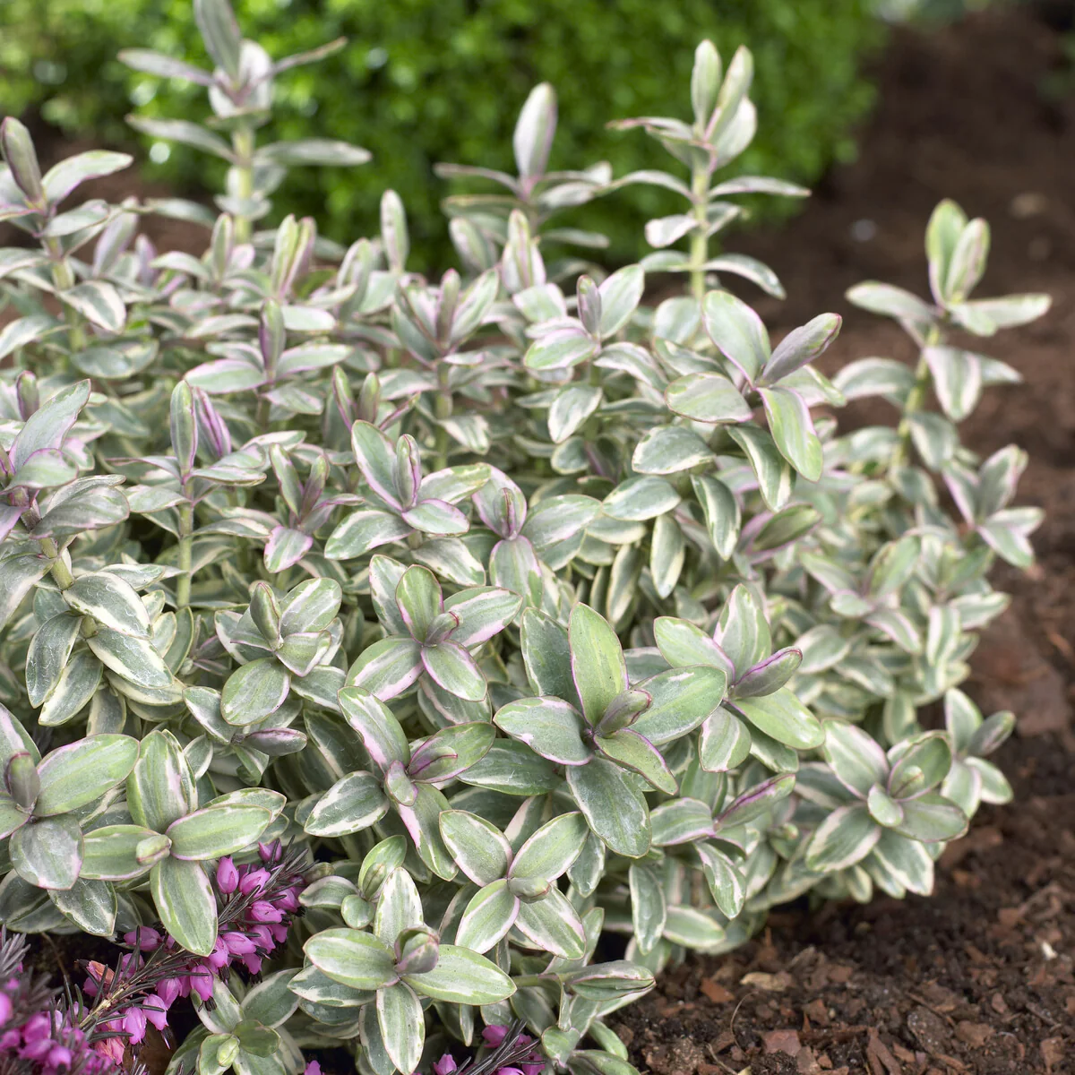 Véronique arbustive Silver Dollar - Hebe – Image 3