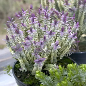 Véronique arbustive  Silver Dollar - Hebe