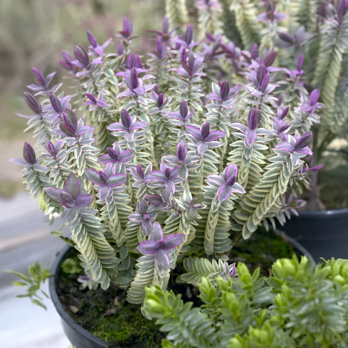 Véronique arbustive Silver Dollar - Hebe