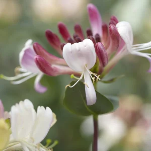 Chèvrefeuille grimpant des bois Belgica