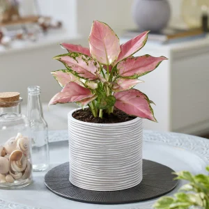 Aglaonema Pink Star