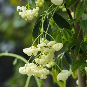 Akébia à cinq feuilles Alba