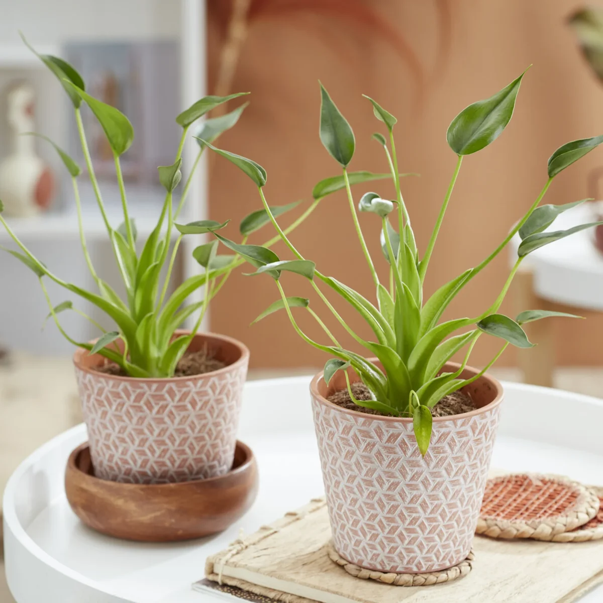 Alocasia Tiny Dancer – Image 3