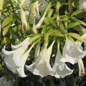 Brugmansia blanc