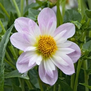 Dahlia collerette Teesbrooke Audrey