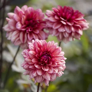 Dahlia Molly Raven