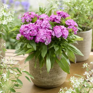 Œillet de poète Barbarini Pink