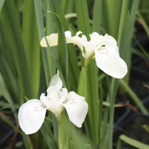 Iris des marais à fleurs blanches