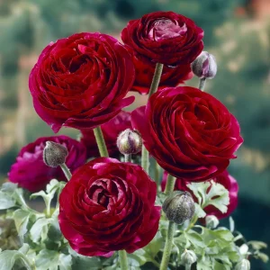 10 Renoncules Pauline Violet