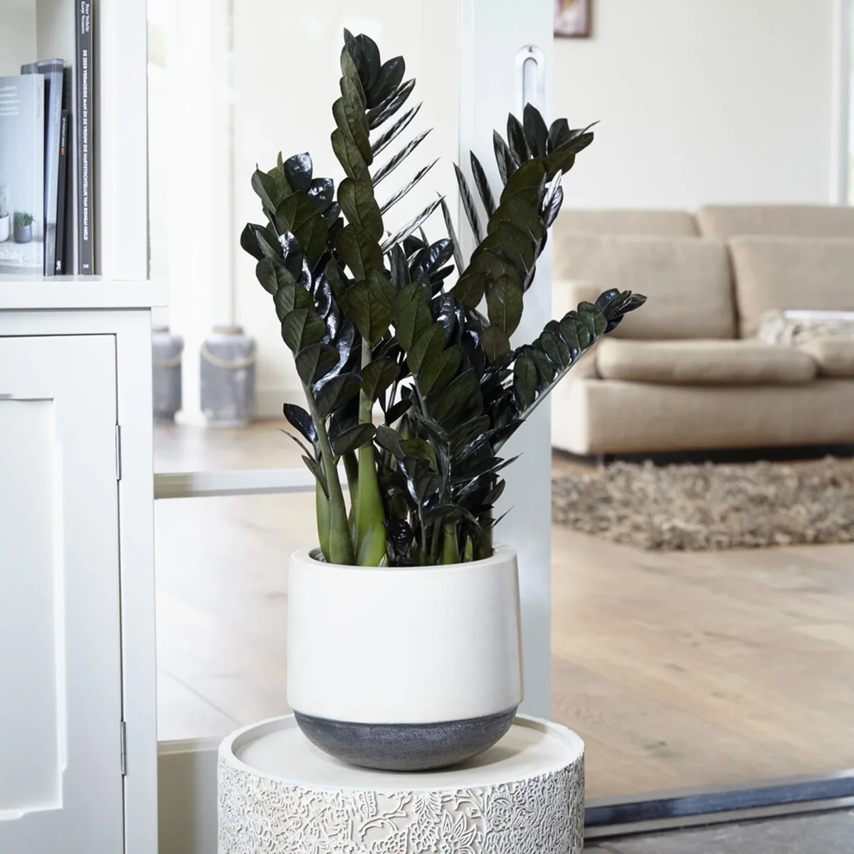 Zamioculcas Raven – Image 3